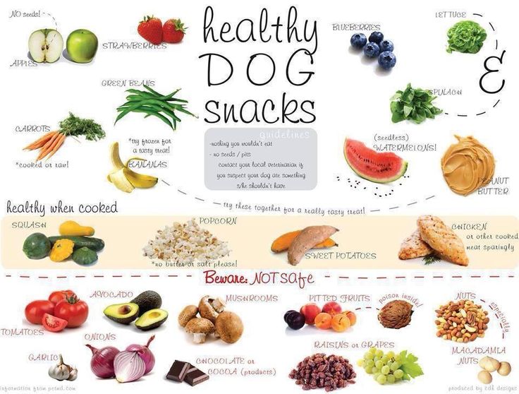 foods-you-can-and-cannot-give-your-dogs